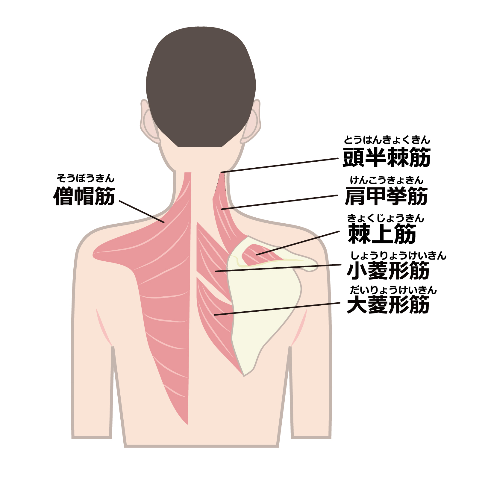 肩甲骨周辺の筋肉